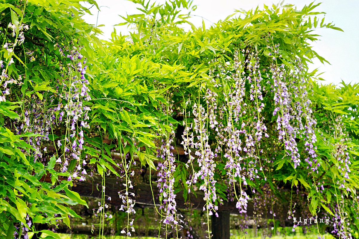 東京江東區 龜戶天神社 紫藤花