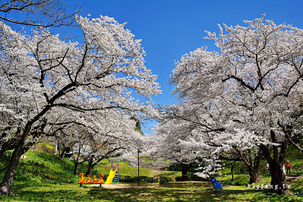 山形櫻花 烏帽子山公園 (Eboshiyama Park)