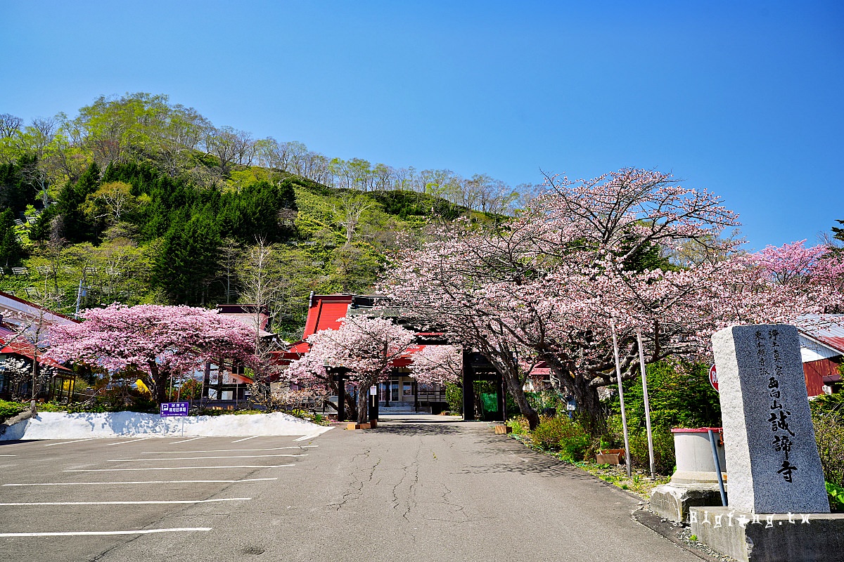 北海道知床羅臼 誠諦寺 櫻花