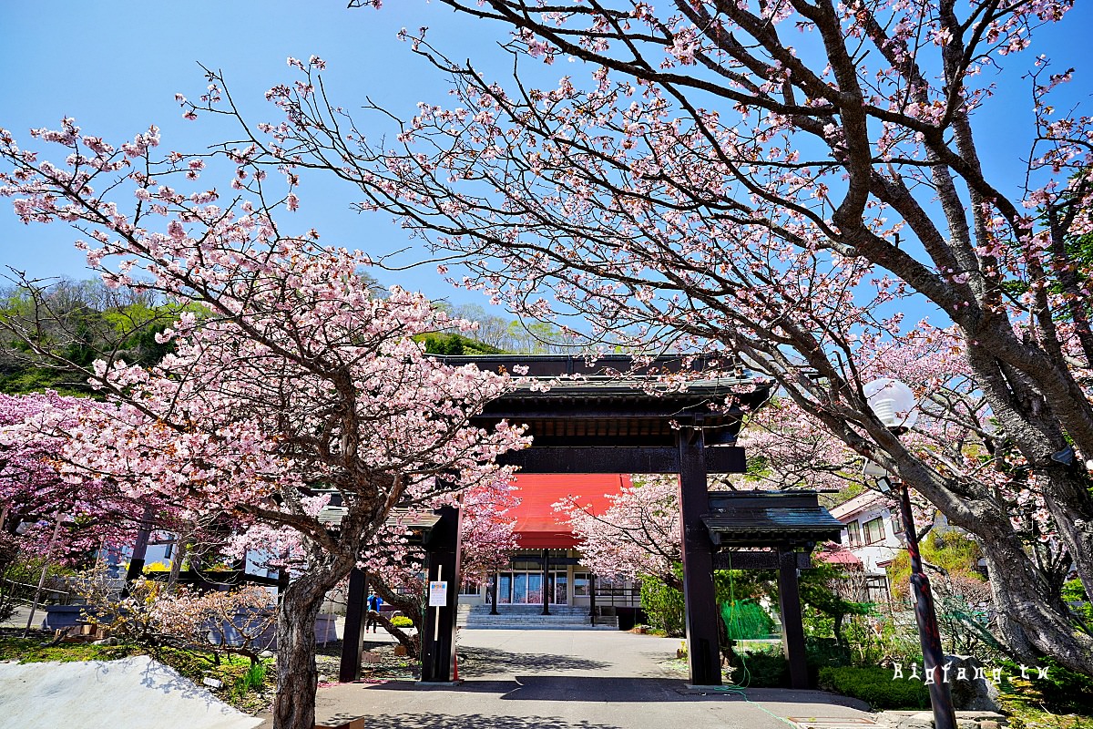 北海道知床羅臼 誠諦寺 櫻花