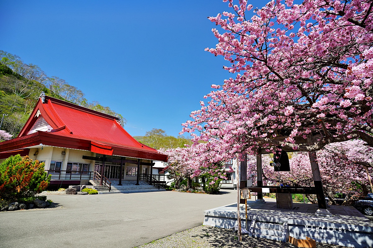 北海道知床羅臼 誠諦寺 櫻花