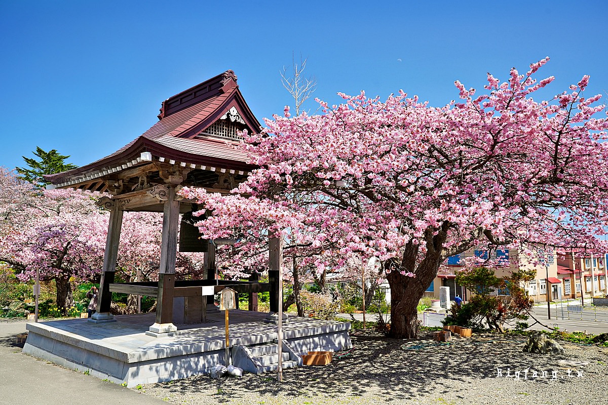 北海道知床羅臼 誠諦寺 櫻花