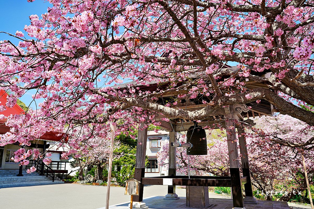 北海道知床羅臼 誠諦寺 櫻花