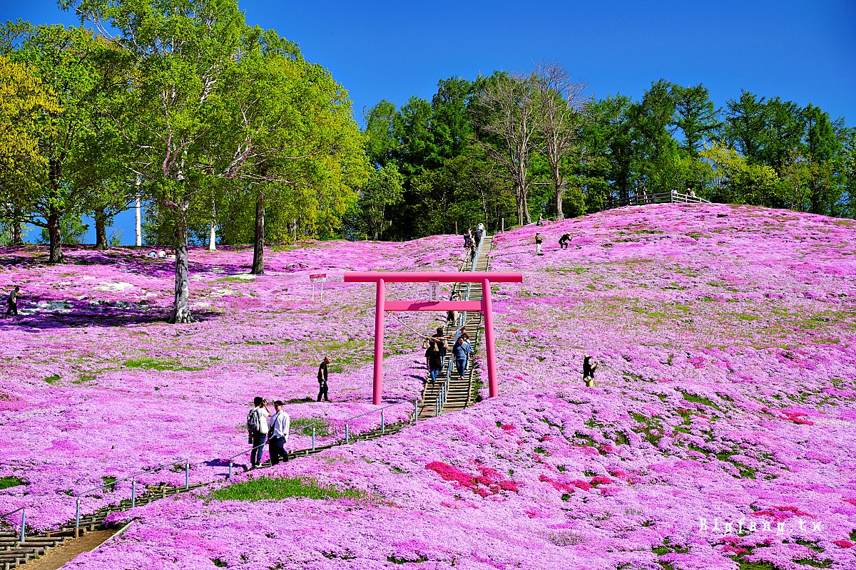 北海道網走郡大空町 東藻琴芝櫻公園