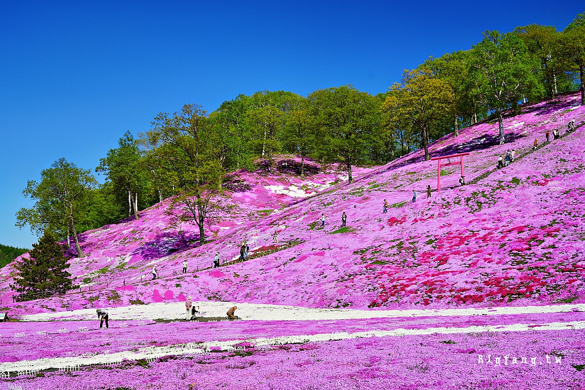 北海道網走郡大空町 東藻琴芝櫻公園