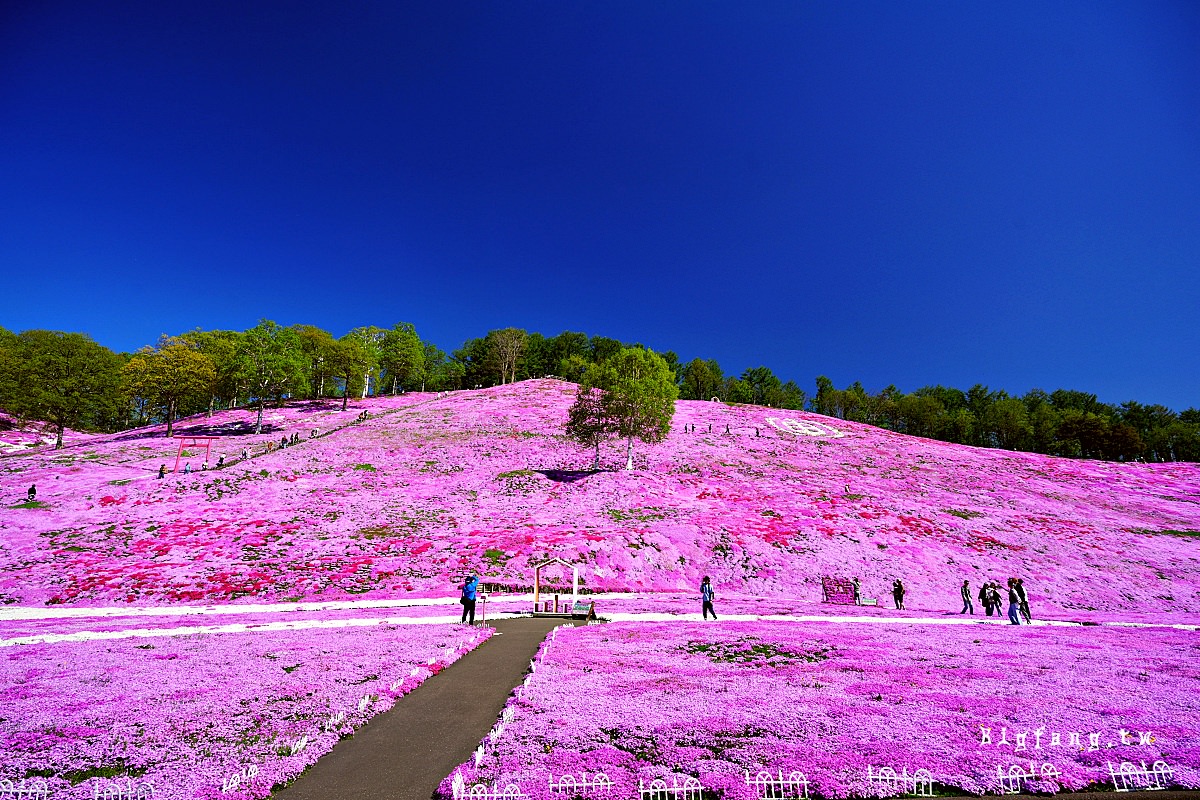 北海道網走郡大空町 東藻琴芝櫻公園