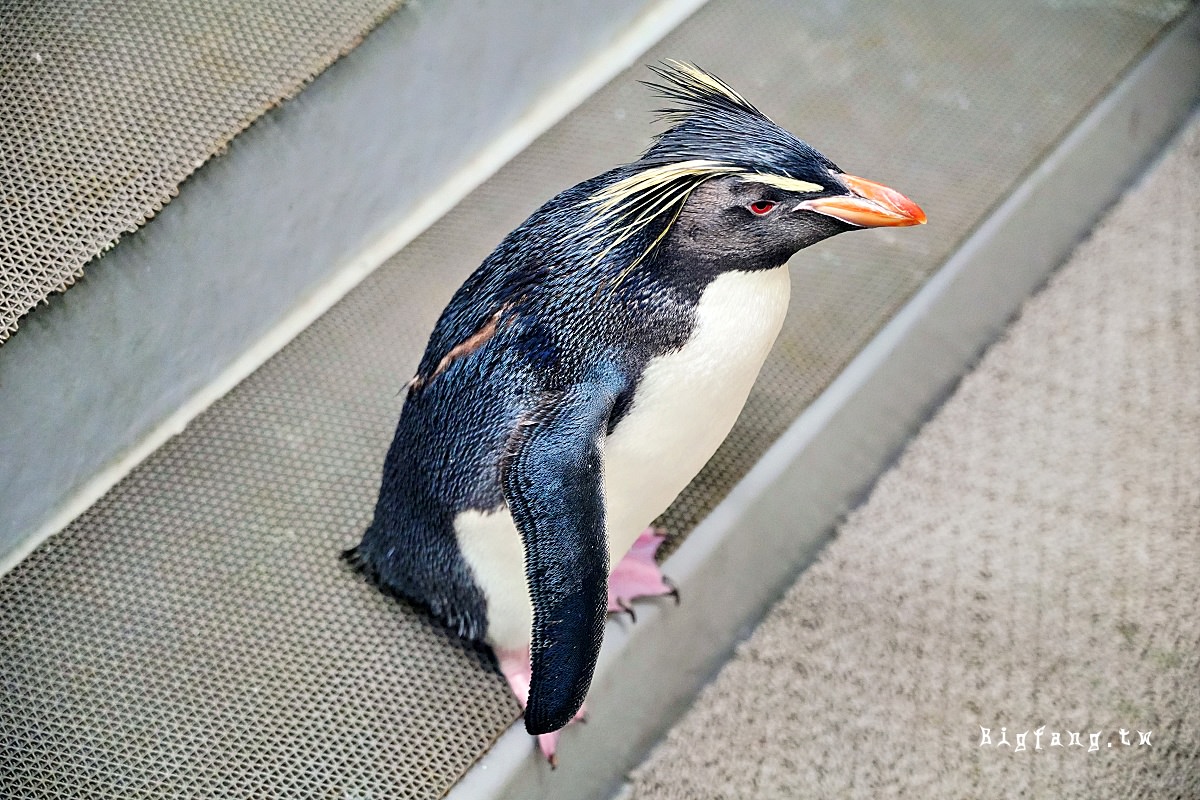札幌狸小路 AOAO SAPPORO (嗷嗷札幌 水族館) 企鵝