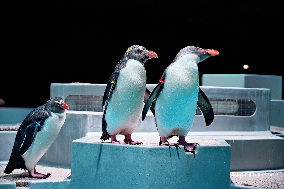 札幌狸小路 AOAO SAPPORO (嗷嗷札幌 水族館) 企鵝