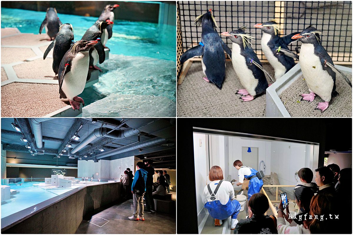 札幌狸小路 AOAO SAPPORO (嗷嗷札幌 水族館) 企鵝餵食
