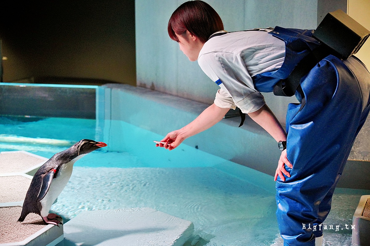 札幌狸小路 AOAO SAPPORO (嗷嗷札幌 水族館) 企鵝餵食