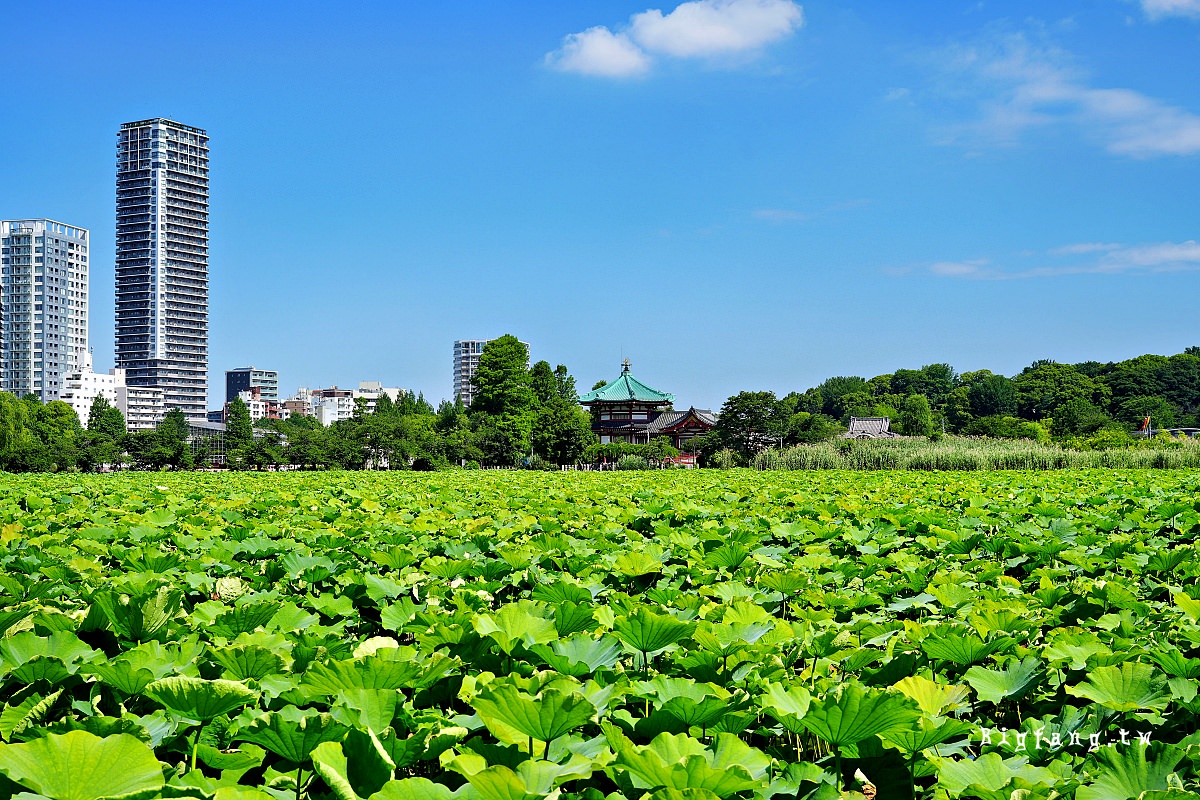 東京上野公園 蓮花池