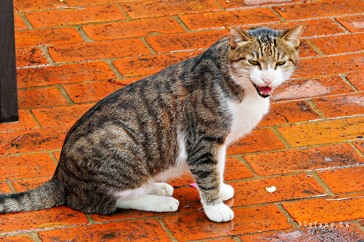 八方園客家餐館店貓