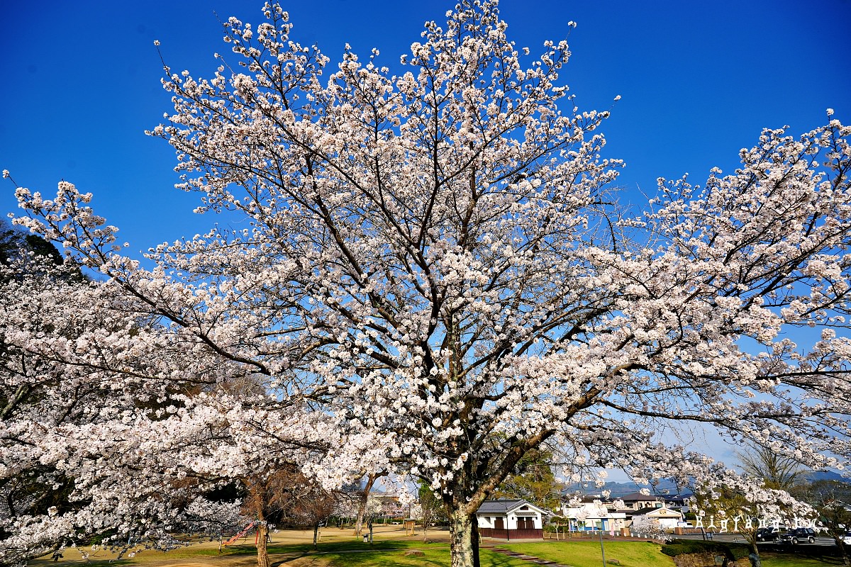 大分日田市 龜山公園せせらぎ水路