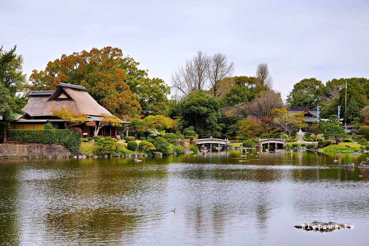 熊本市 水前寺 櫻花
