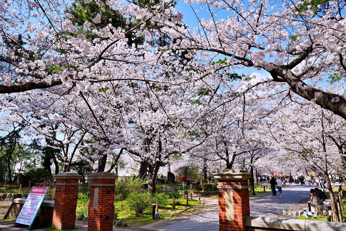 福岡北九州市 小倉城 賞櫻