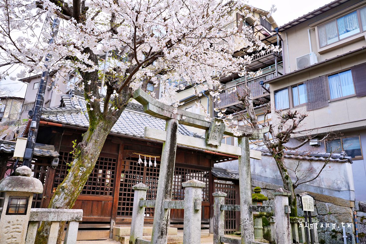 廣島縣 宮島 嚴島神社 櫻花