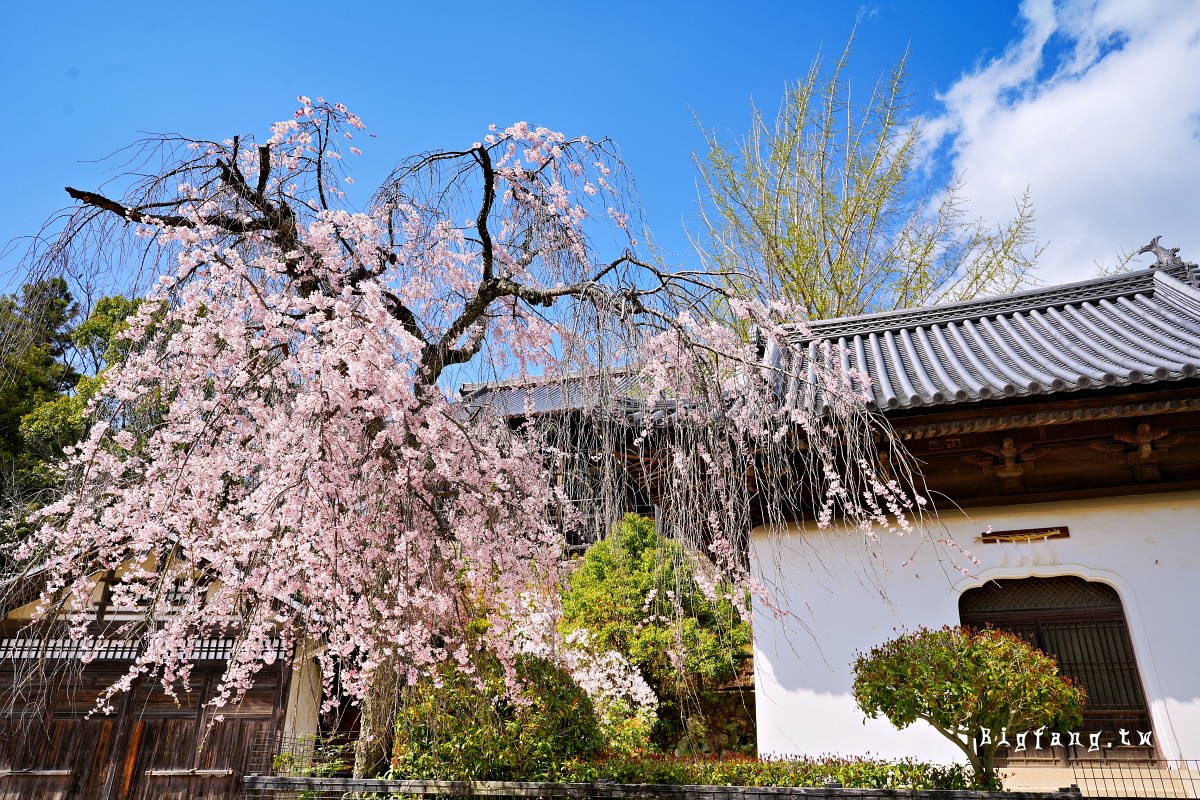 廣島縣 宮島 嚴島神社 櫻花