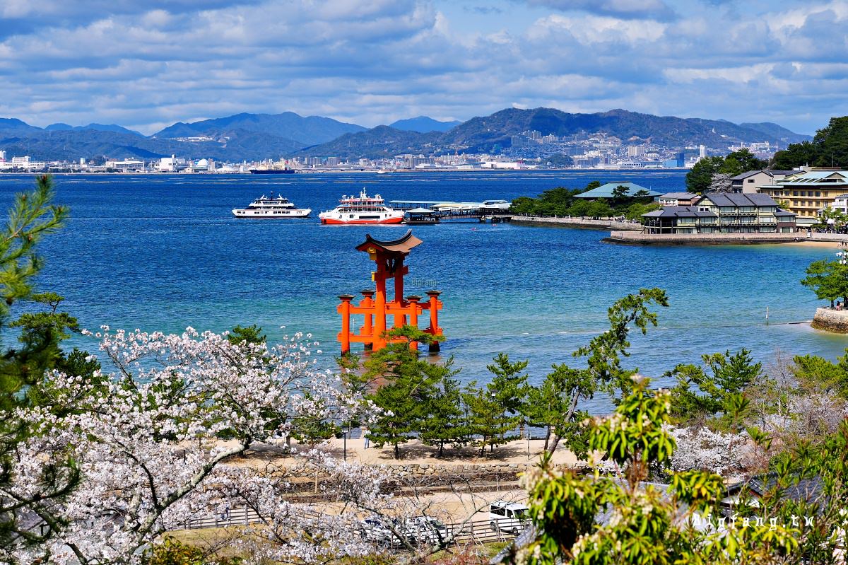 廣島縣 宮島 嚴島神社 櫻花