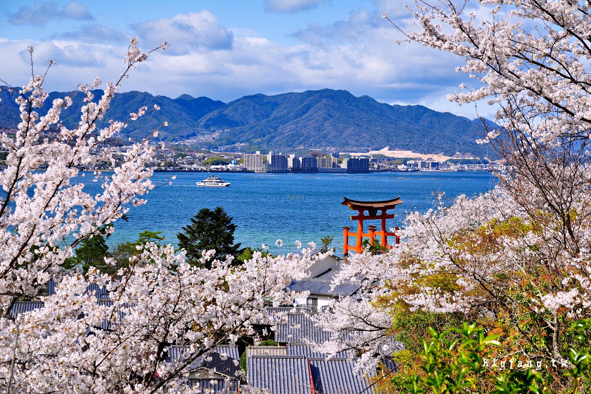廣島縣 宮島 嚴島神社 櫻花