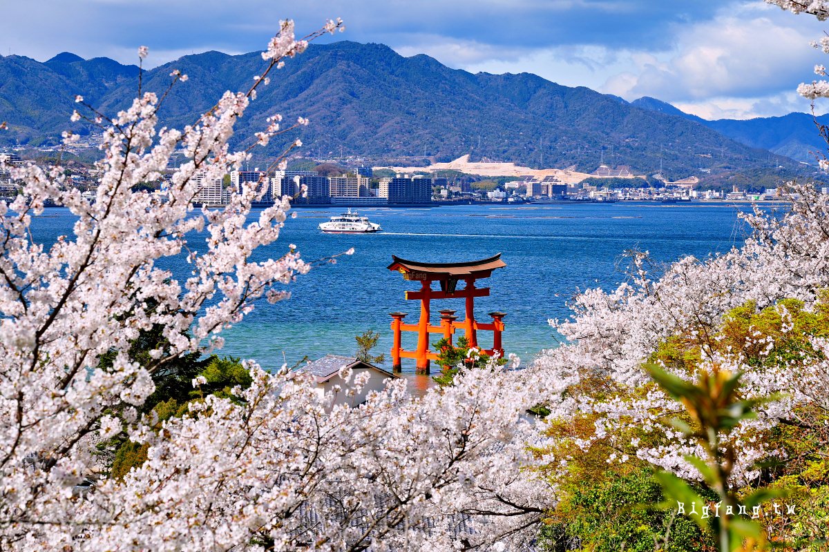 廣島縣 宮島 嚴島神社 櫻花