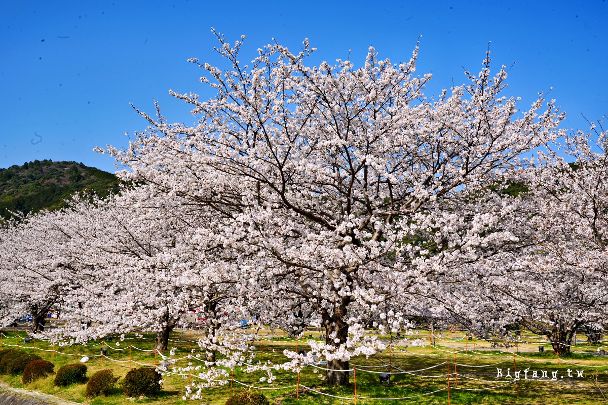 山口岩國市櫻花 錦帶橋