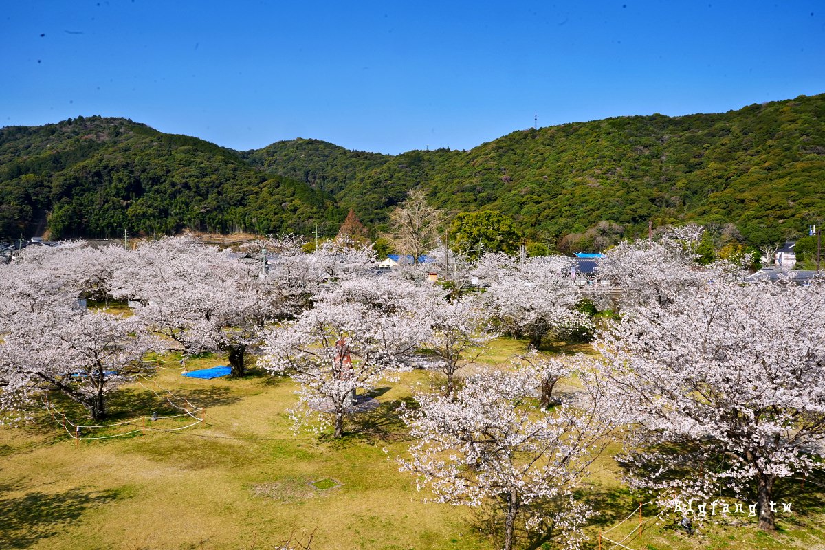山口岩國市櫻花 錦帶橋