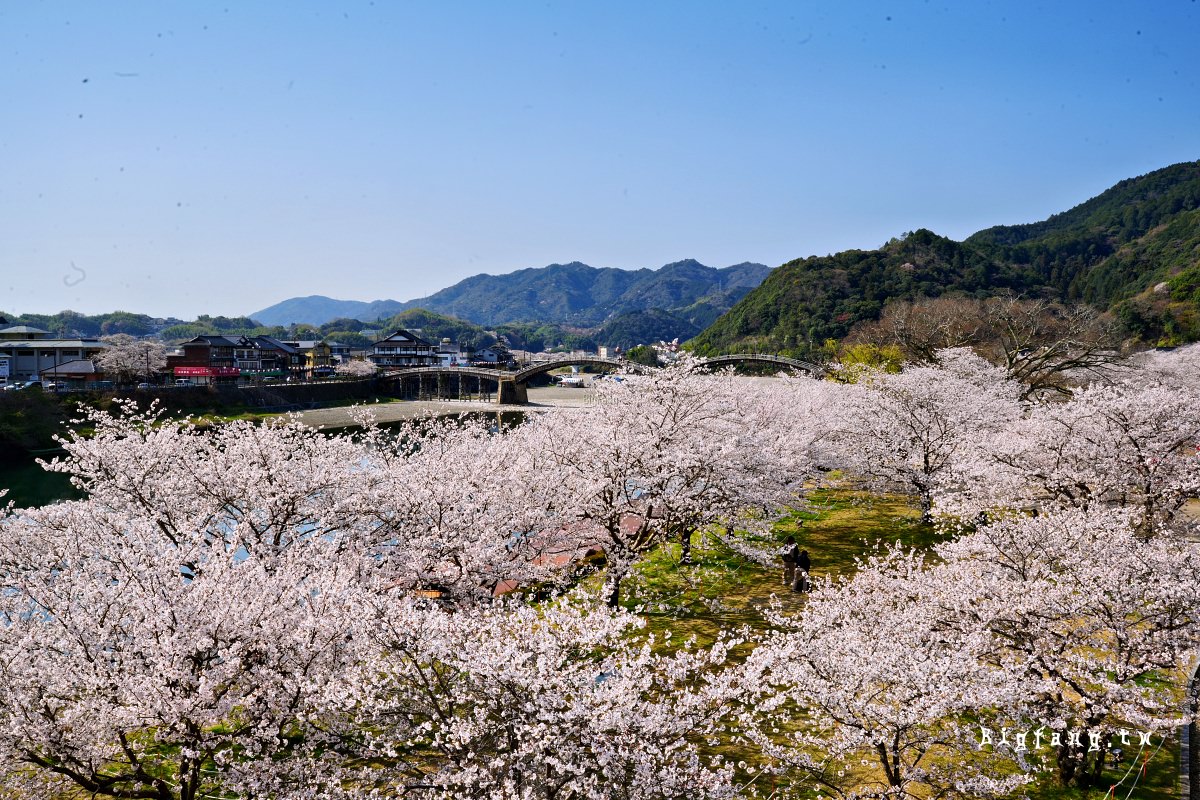 山口岩國市櫻花 錦帶橋