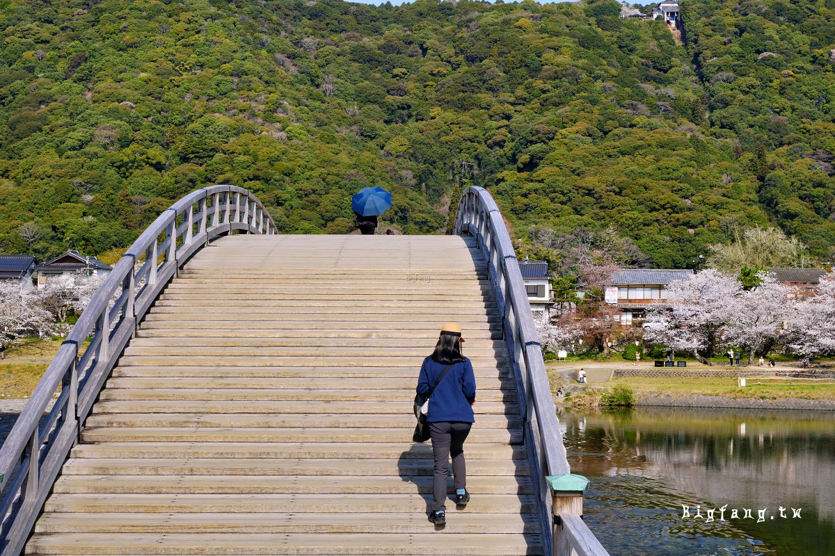 山口岩國市櫻花 錦帶橋