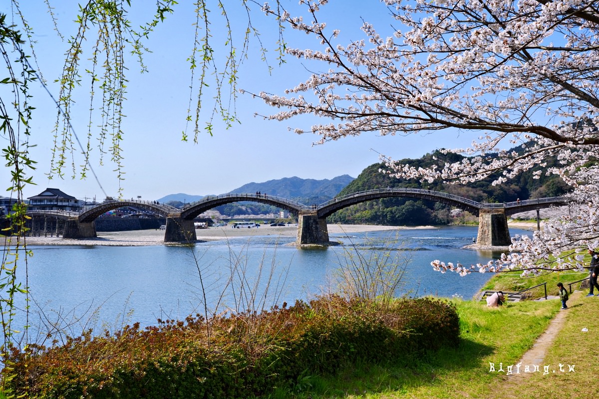山口岩國市櫻花 錦帶橋