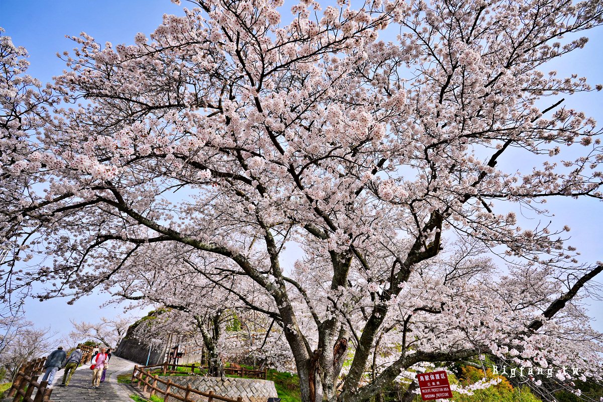 廣島市 黄金山公園 Koganeyama Park