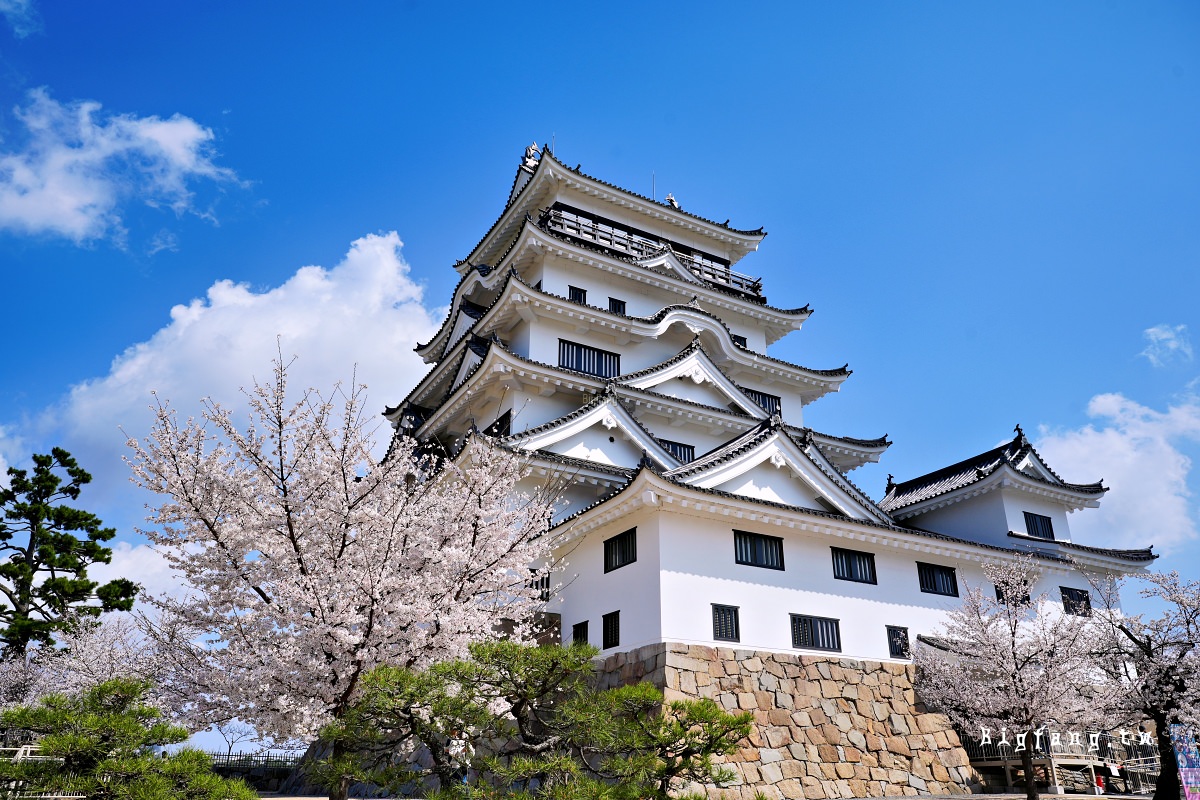 廣島福山市 福山城 櫻花