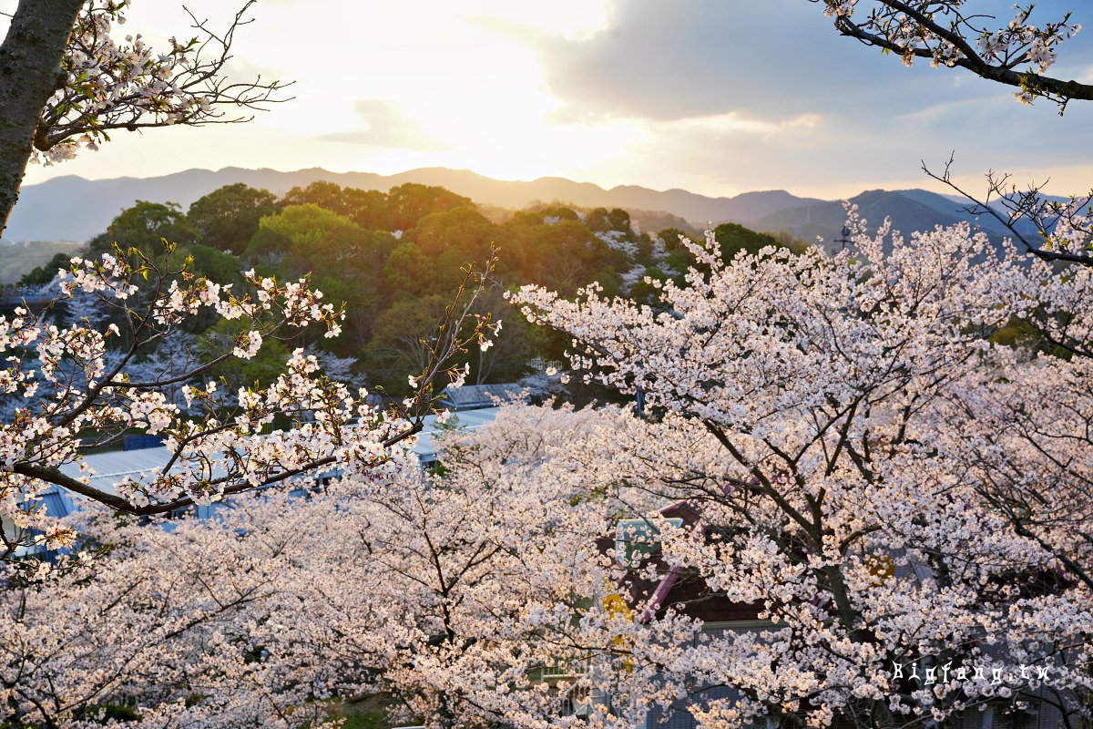 廣島尾道市櫻花 千光寺公園賞櫻+頂上展望台