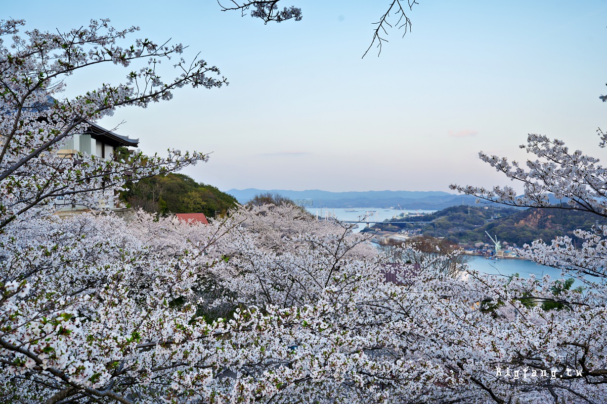 廣島尾道市櫻花 千光寺公園賞櫻+頂上展望台