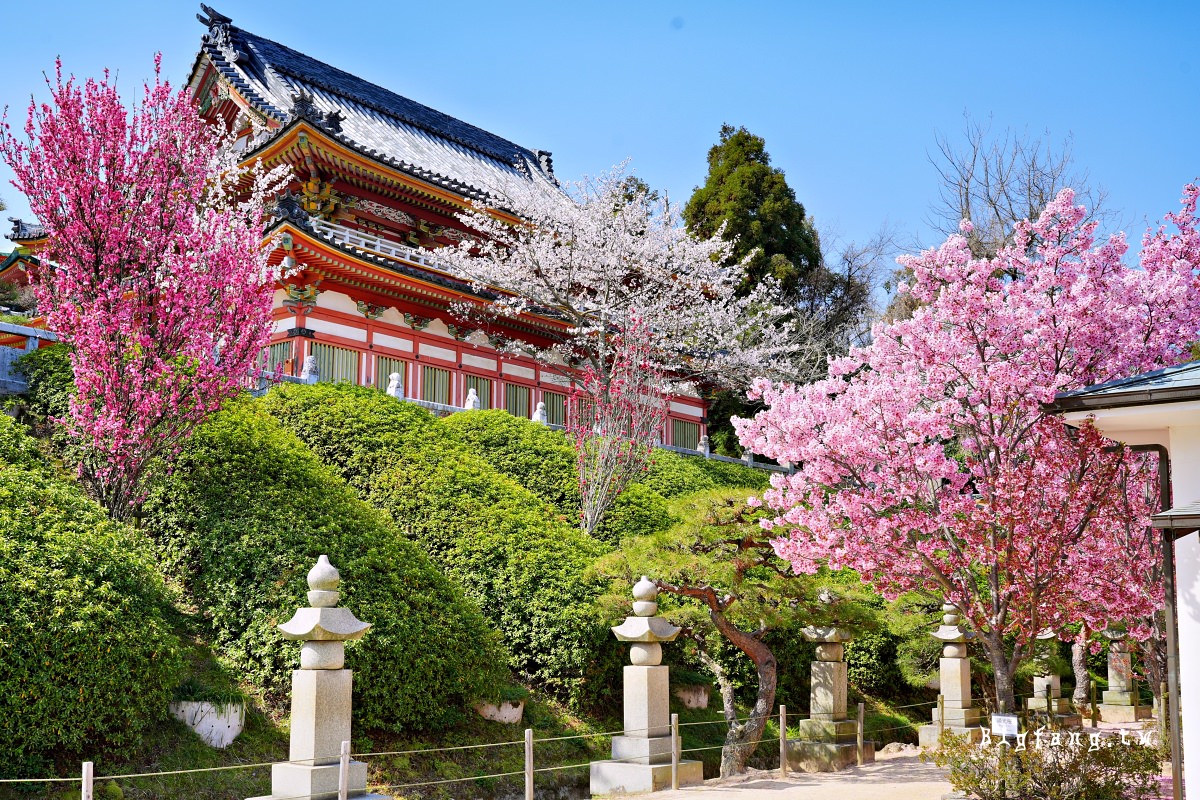 廣島尾道市櫻花 瀬戸田 耕三寺
