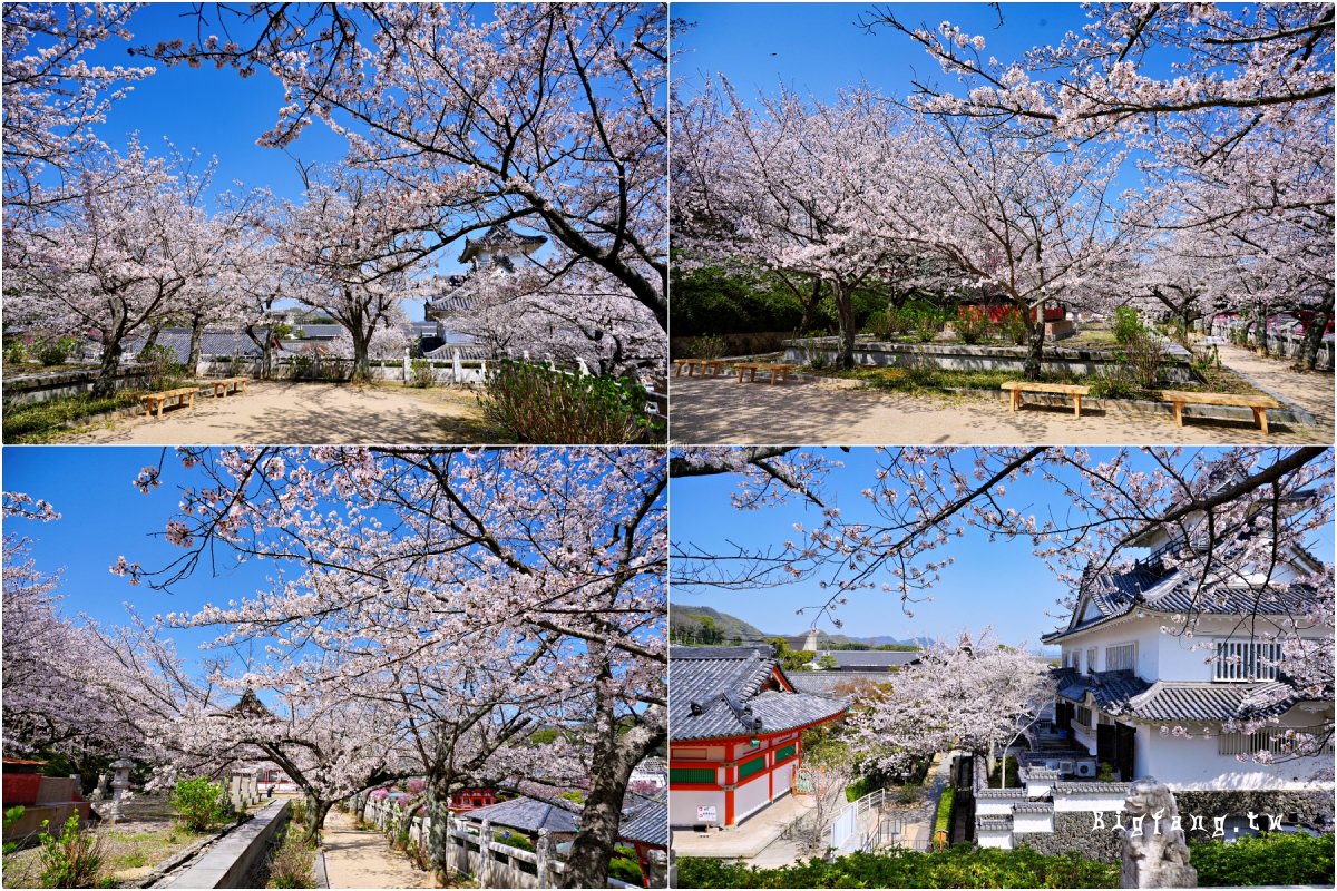 廣島尾道市櫻花 瀬戸田 耕三寺