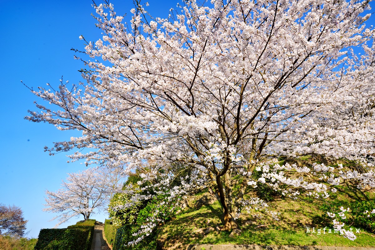 香川三豐市櫻花 紫雲出山 