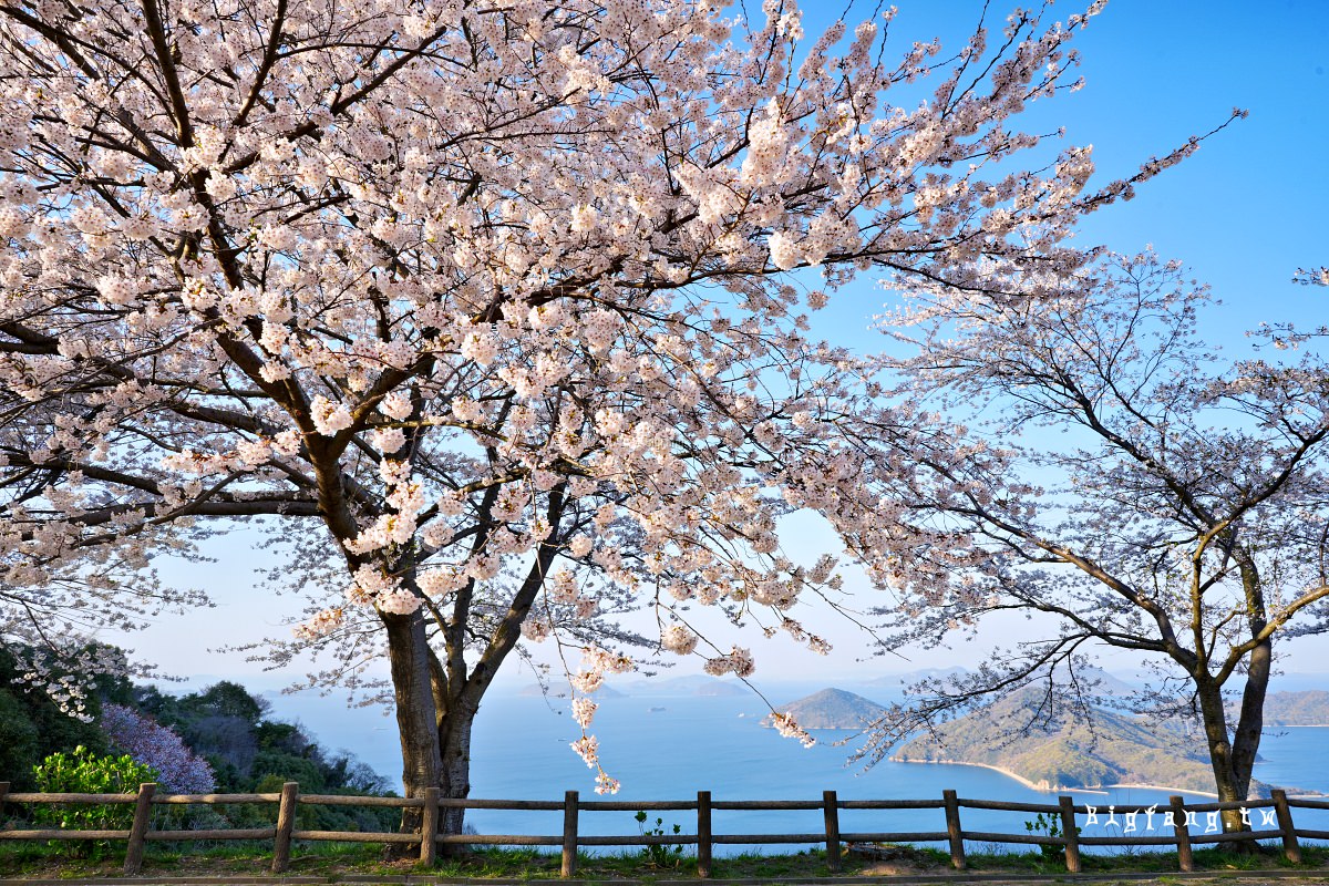 香川三豐市櫻花 紫雲出山 