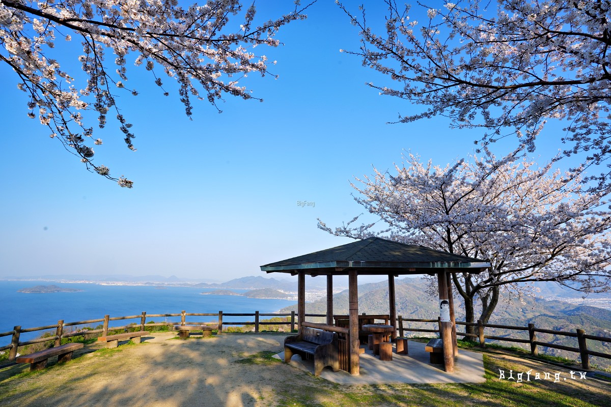 香川三豐市櫻花 紫雲出山 