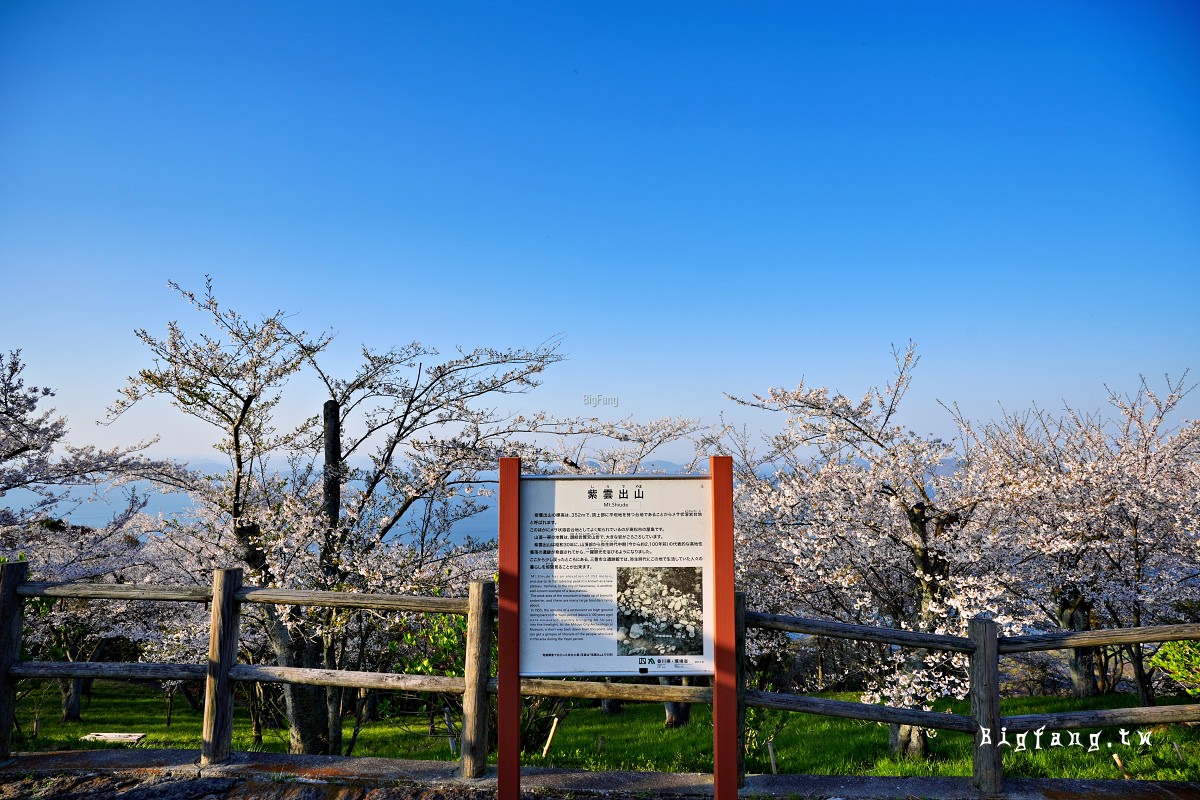 香川三豐市櫻花 紫雲出山 