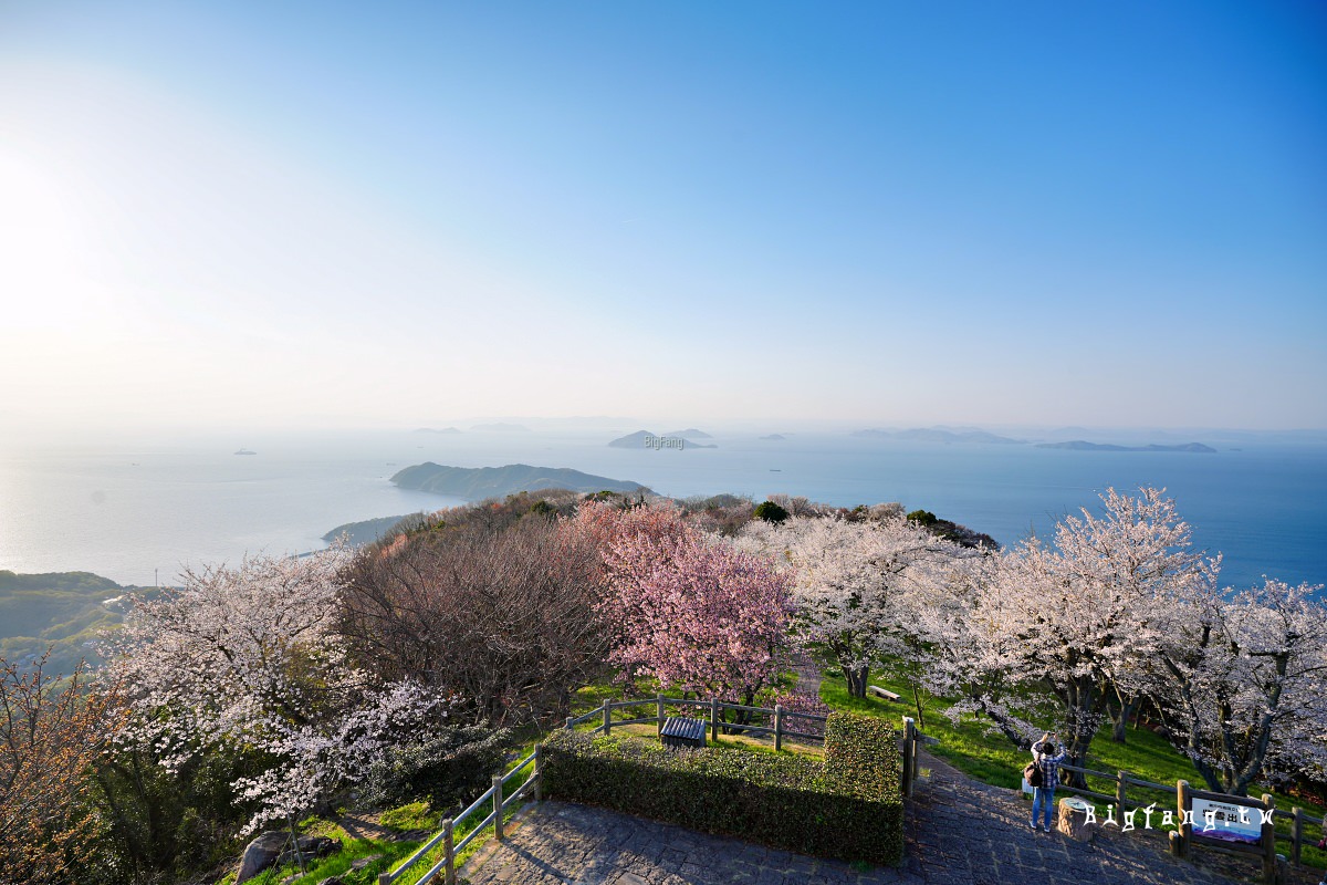 香川三豐市櫻花 紫雲出山 