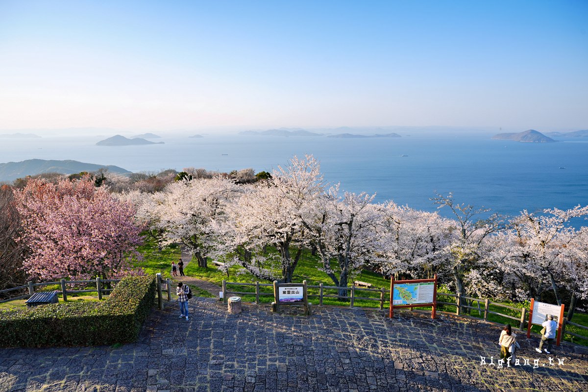 香川三豐市櫻花 紫雲出山 