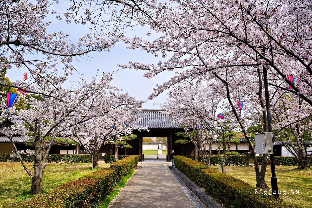 香川縣丸龜市 丸龜城 櫻花