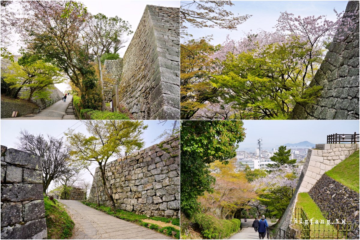 香川縣丸龜市 丸龜城 櫻花