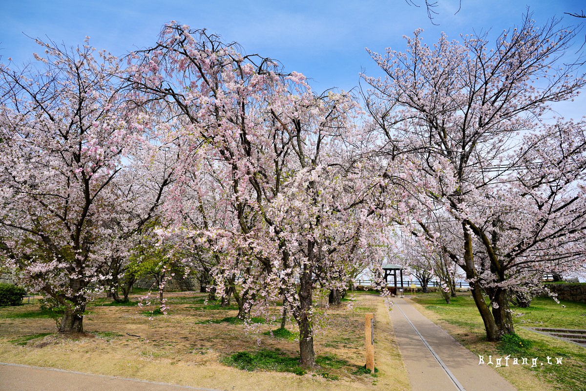 香川縣丸龜市 丸龜城 櫻花