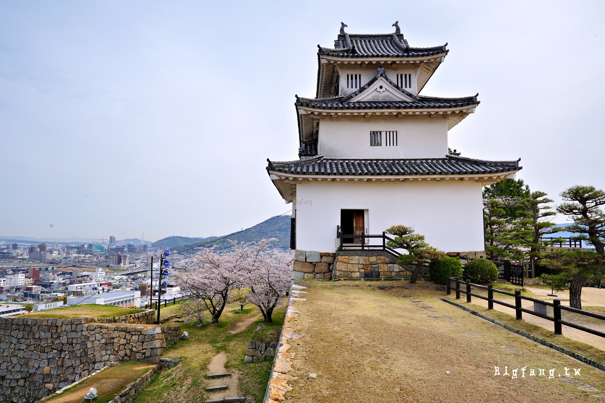 香川縣丸龜市 丸龜城 櫻花
