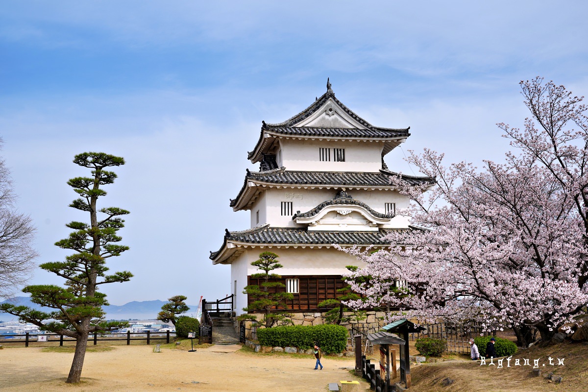 香川縣丸龜市 丸龜城 櫻花