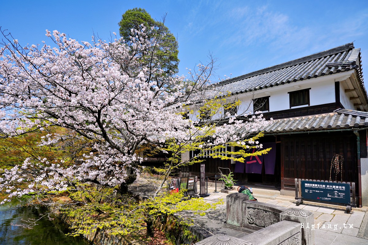 岡山縣倉敷市 倉敷美觀地區 櫻花