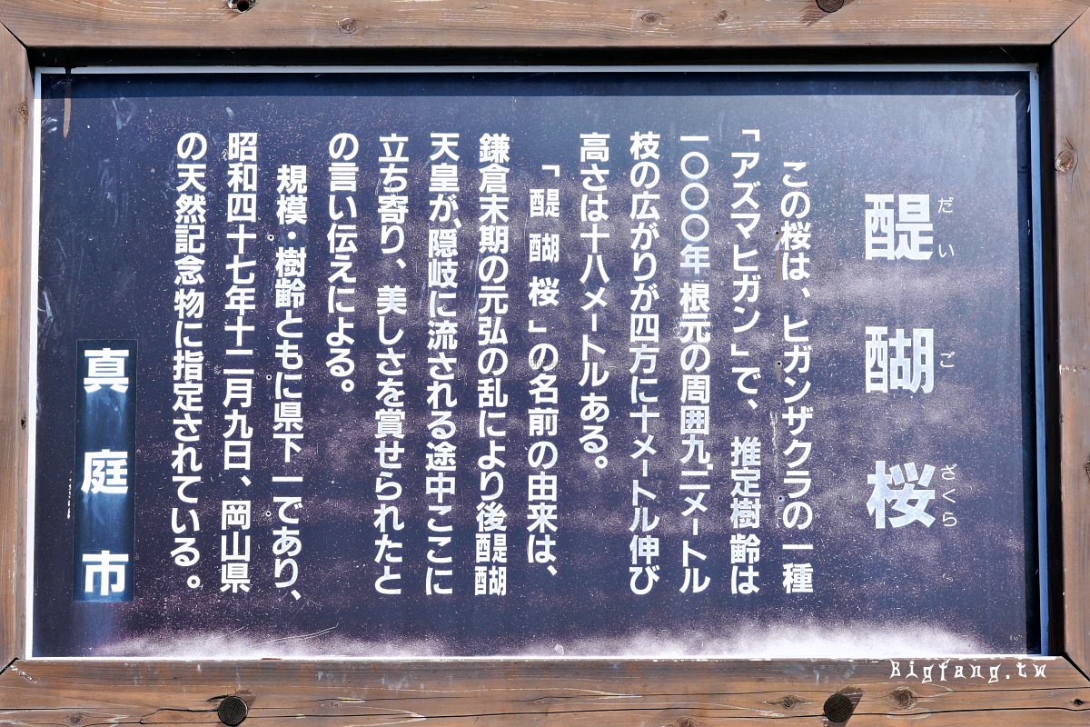 岡山縣真庭市 醍醐櫻 Daigo-Sakura
