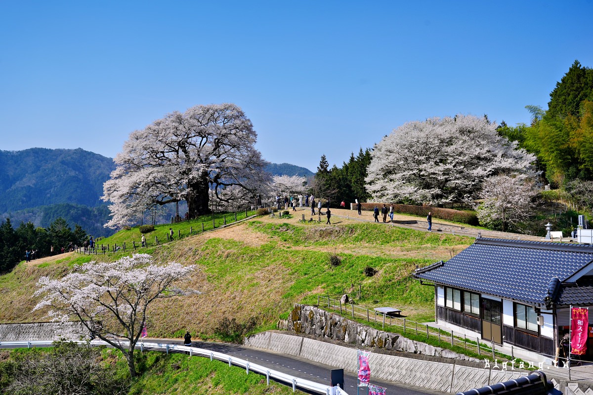 岡山縣真庭市 醍醐櫻 Daigo-Sakura