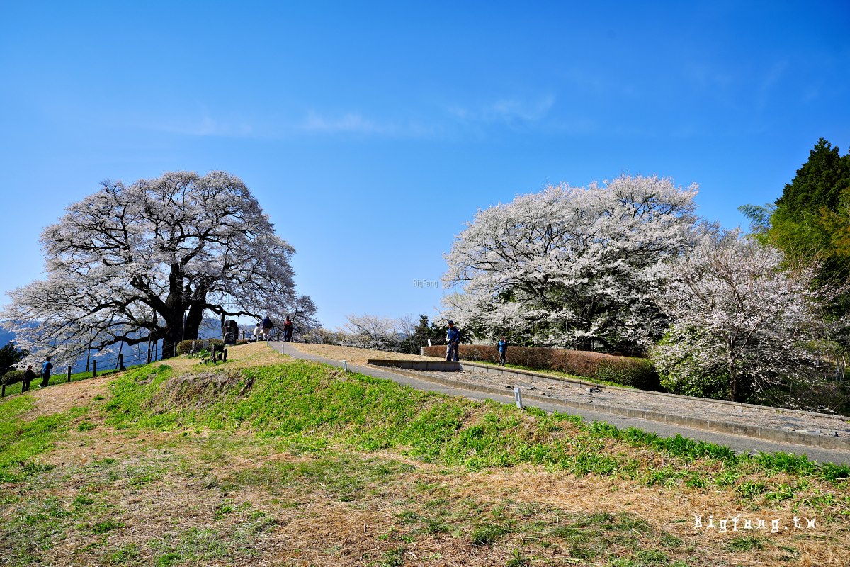 岡山縣真庭市 醍醐櫻 Daigo-Sakura